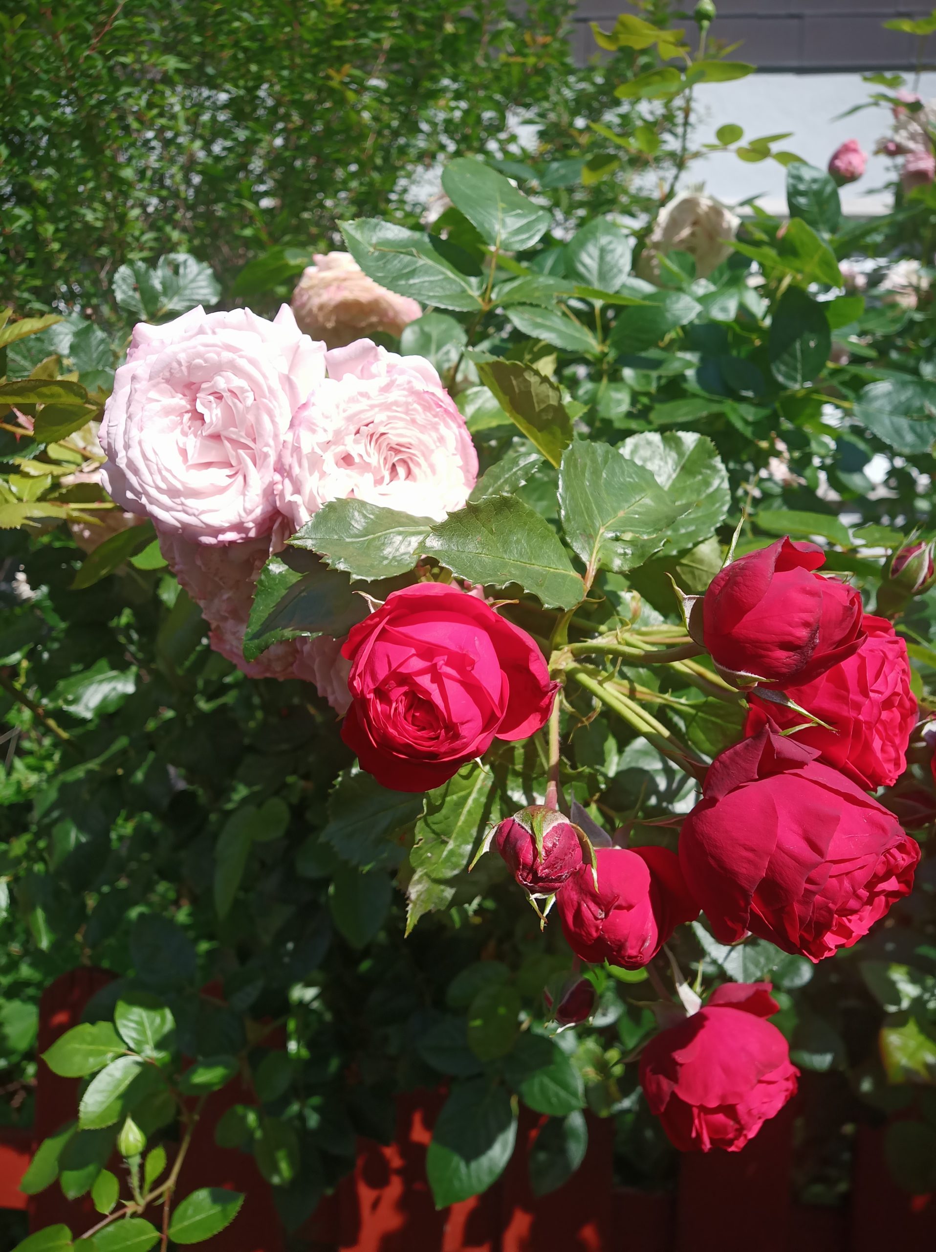 Blühende Rosen 