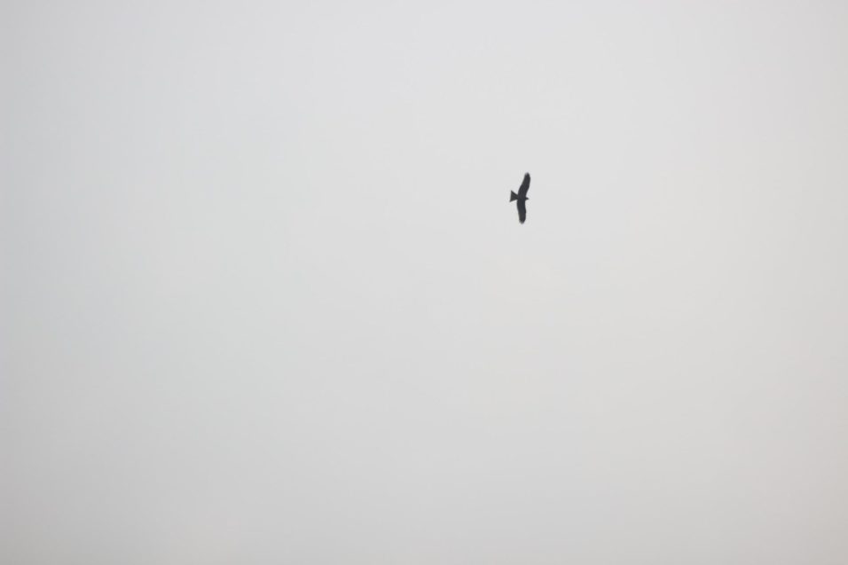 Ein Vogel fliegt hoch oben am Himmel