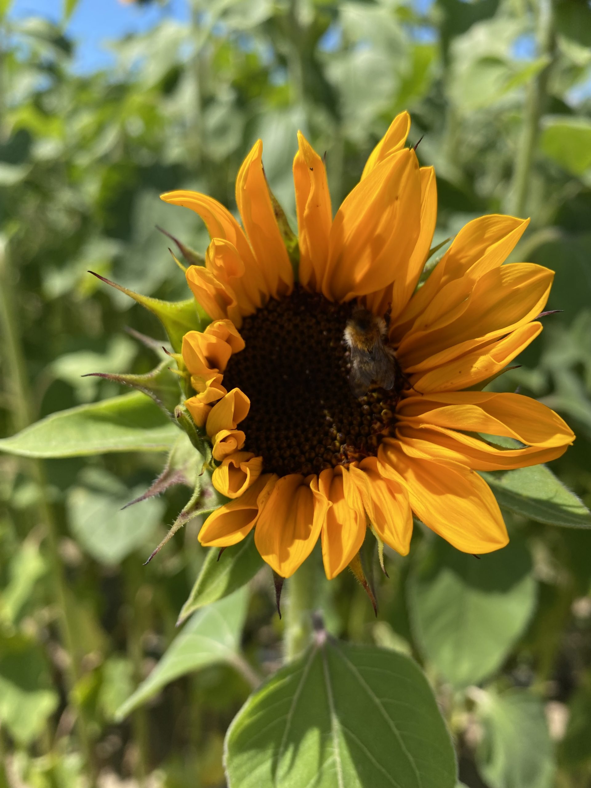 Ein Sonnenblumenkopf mit einer Biene darin 