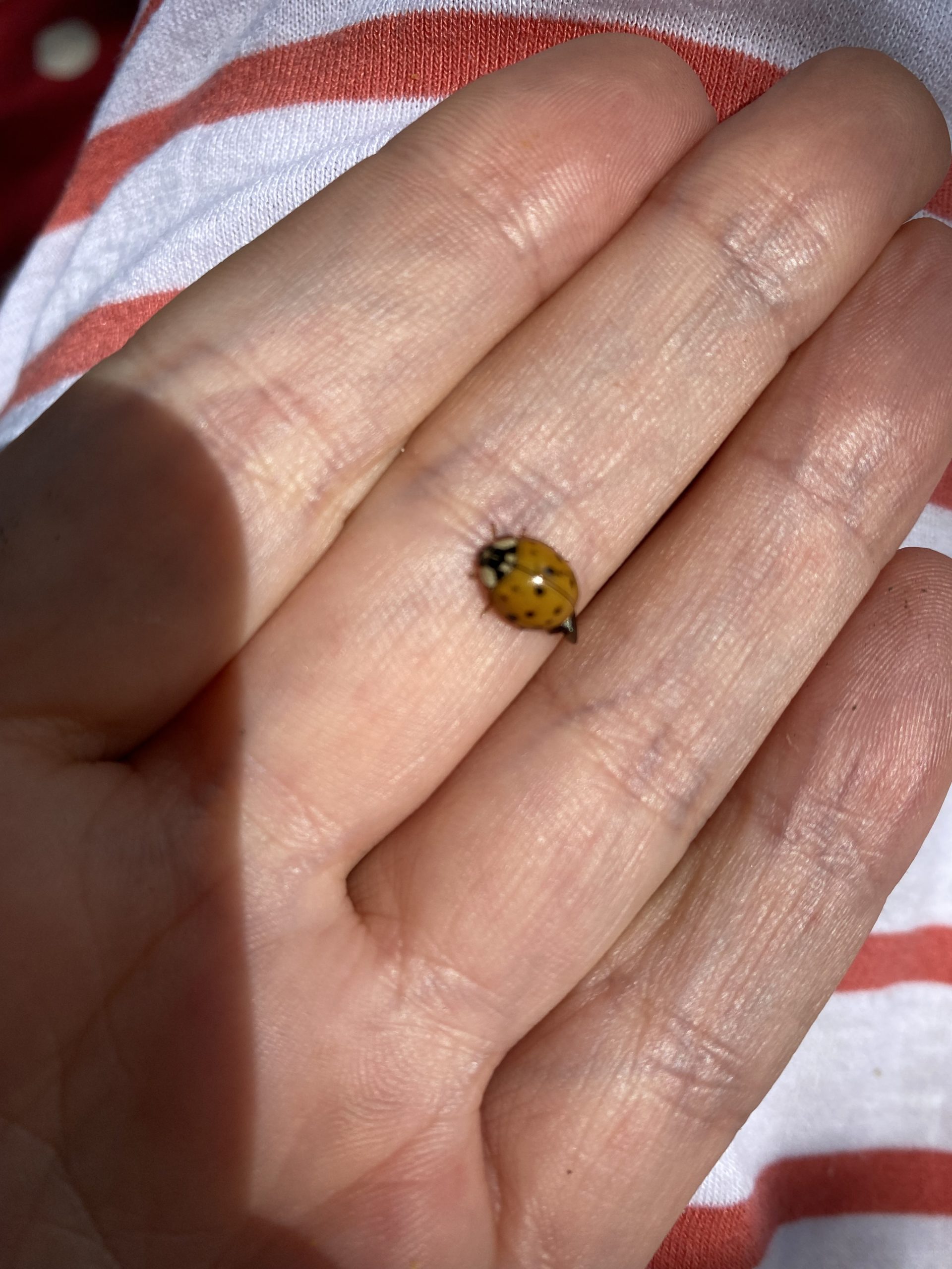 Ein Marienkäfer auf meiner Hand 
