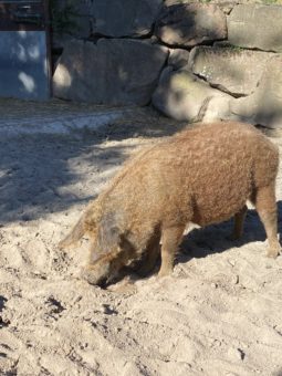Ein großes Wollschwein steckt seine Nase in den Sand