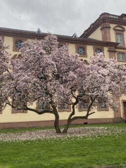 Ein großer Magnolienbaum steht vor dem Schloss in Mannheim