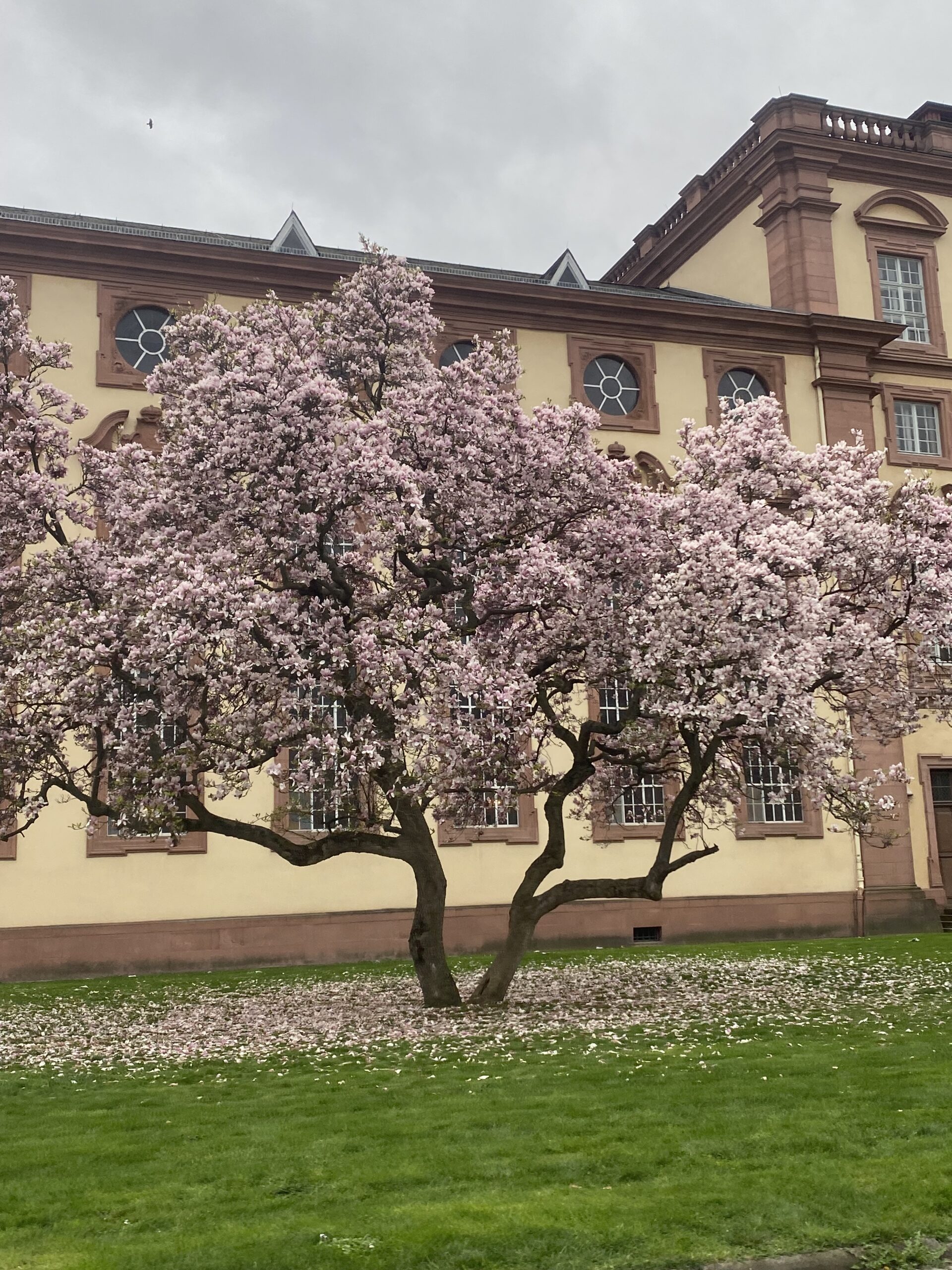 Ein großer Magnolienbaum steht vor dem Schloss in Mannheim