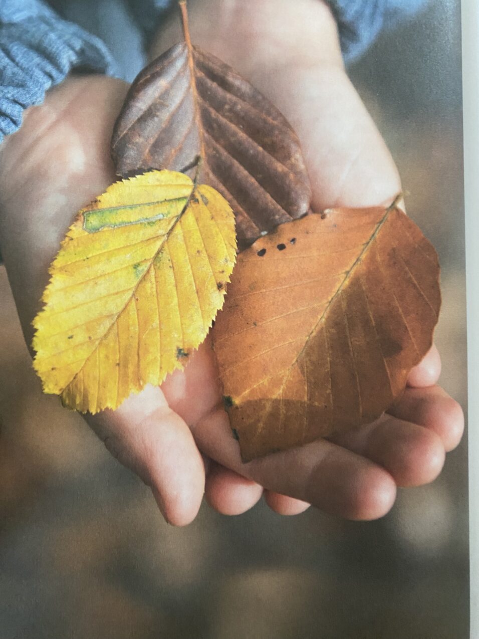 Zwei Hände halten 3 Herbstblätter in gelb und braun. Das Foto ist aus dem Buch Für immer anders