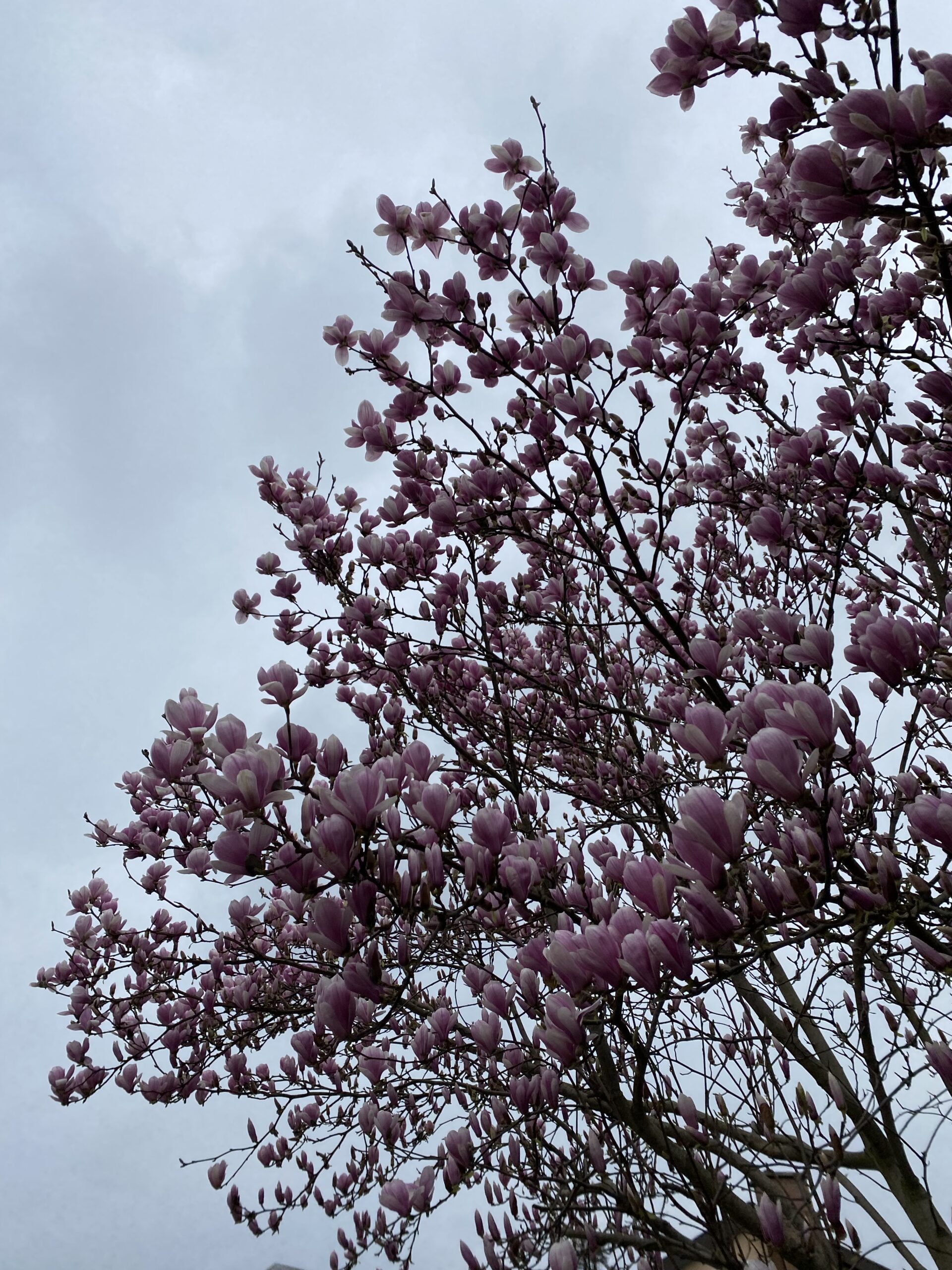 Ein Blühender Magnolienbaum mit Himmel